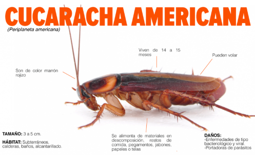 CUCARACHA AMERICANA