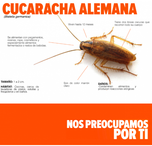 FUMIGACION CUCARACHA